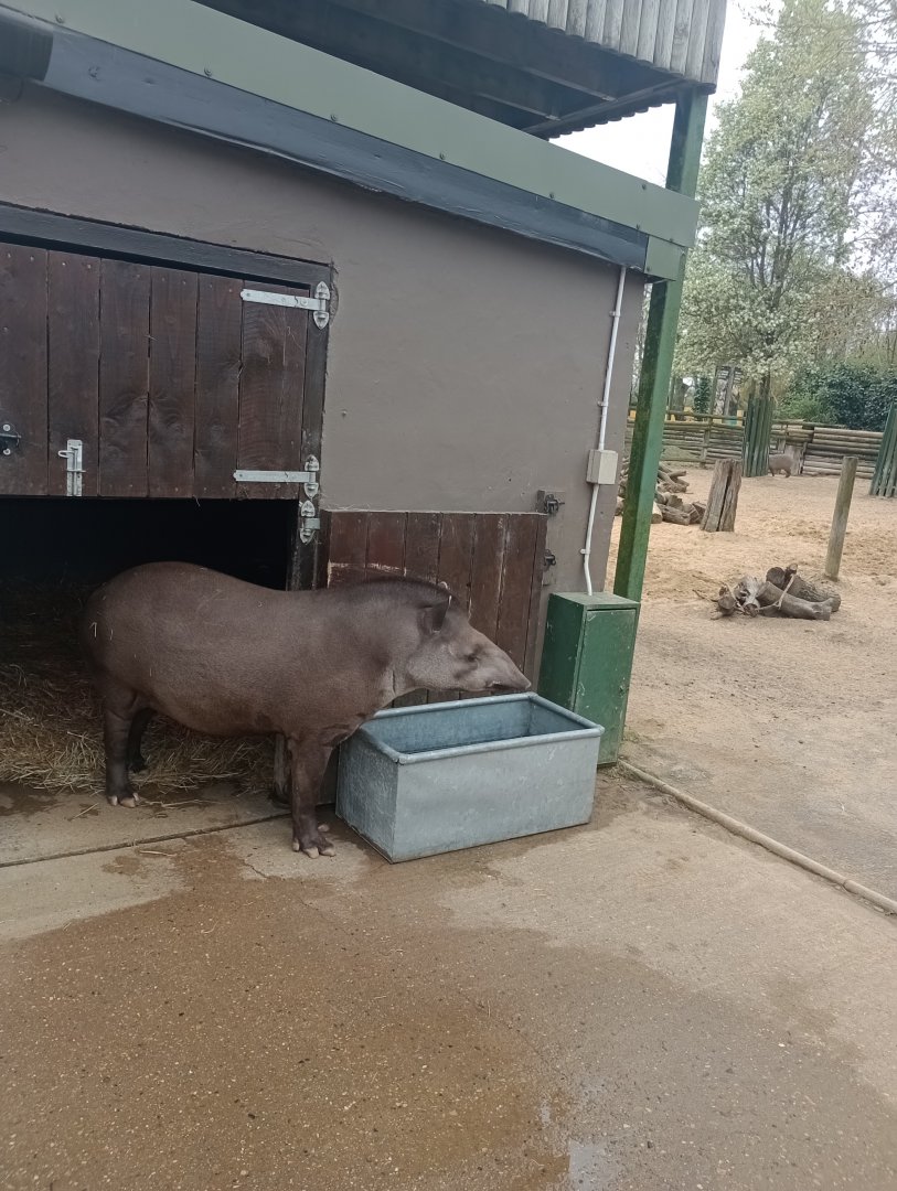 Lowland tapir