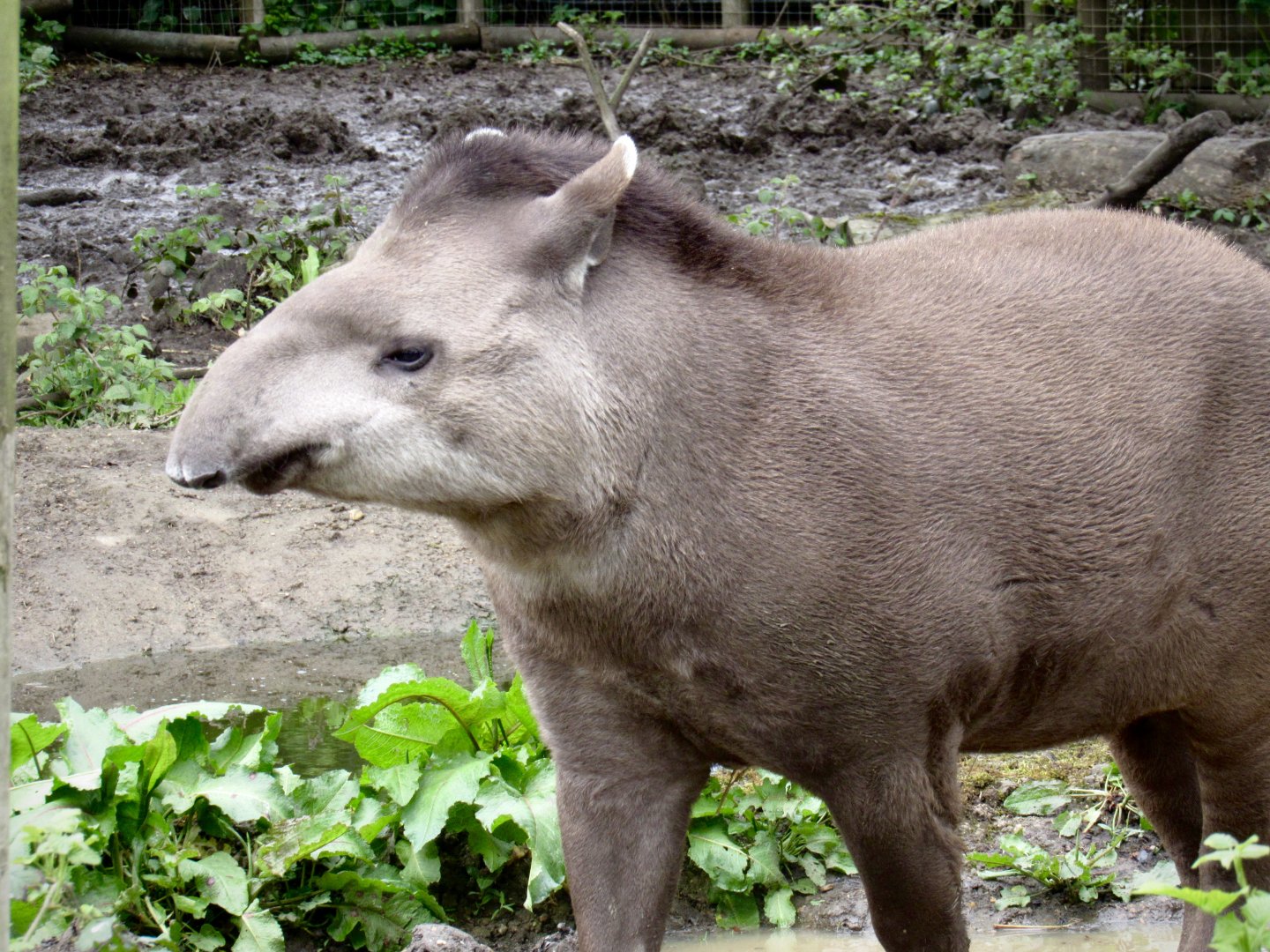 Lowland tapir