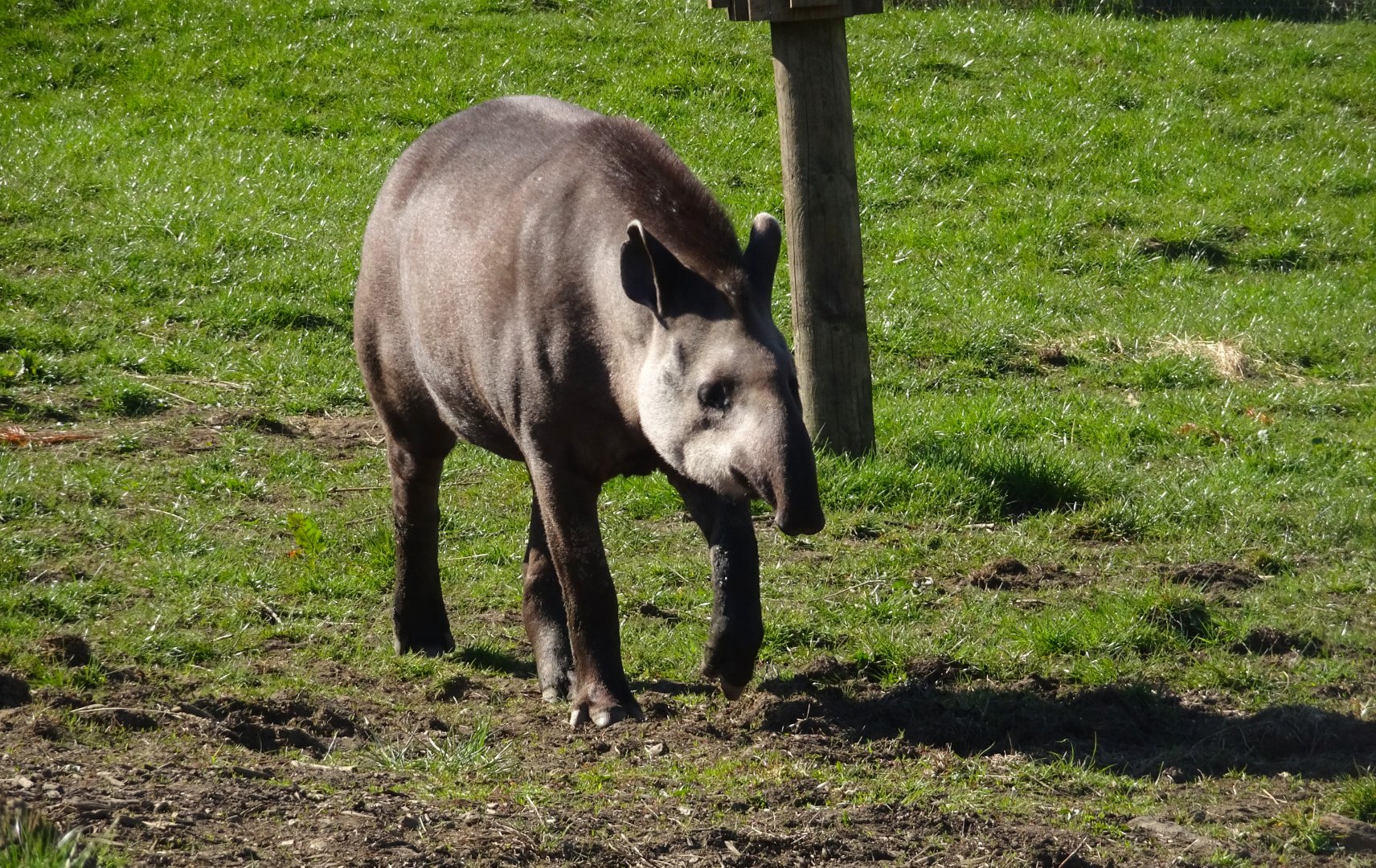 Lowland tapir