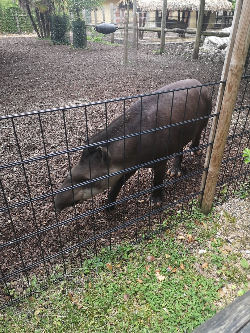 Lowland tapir
