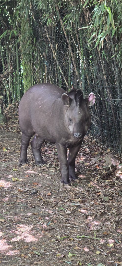 Lowland tapir