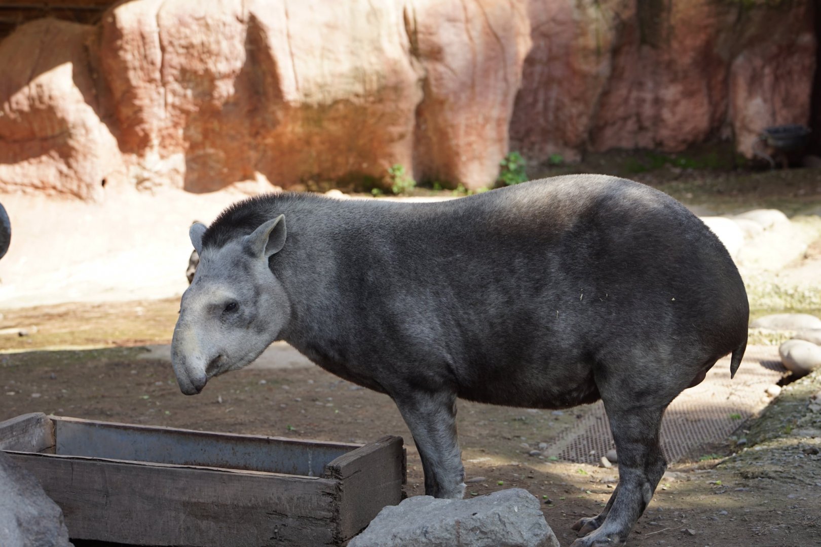 Lowland Tapir
