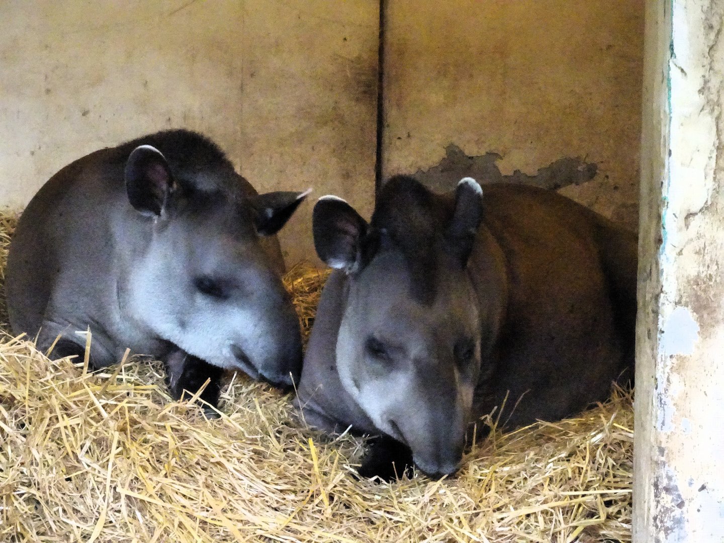 Lowland Tapirs 6 September 2025