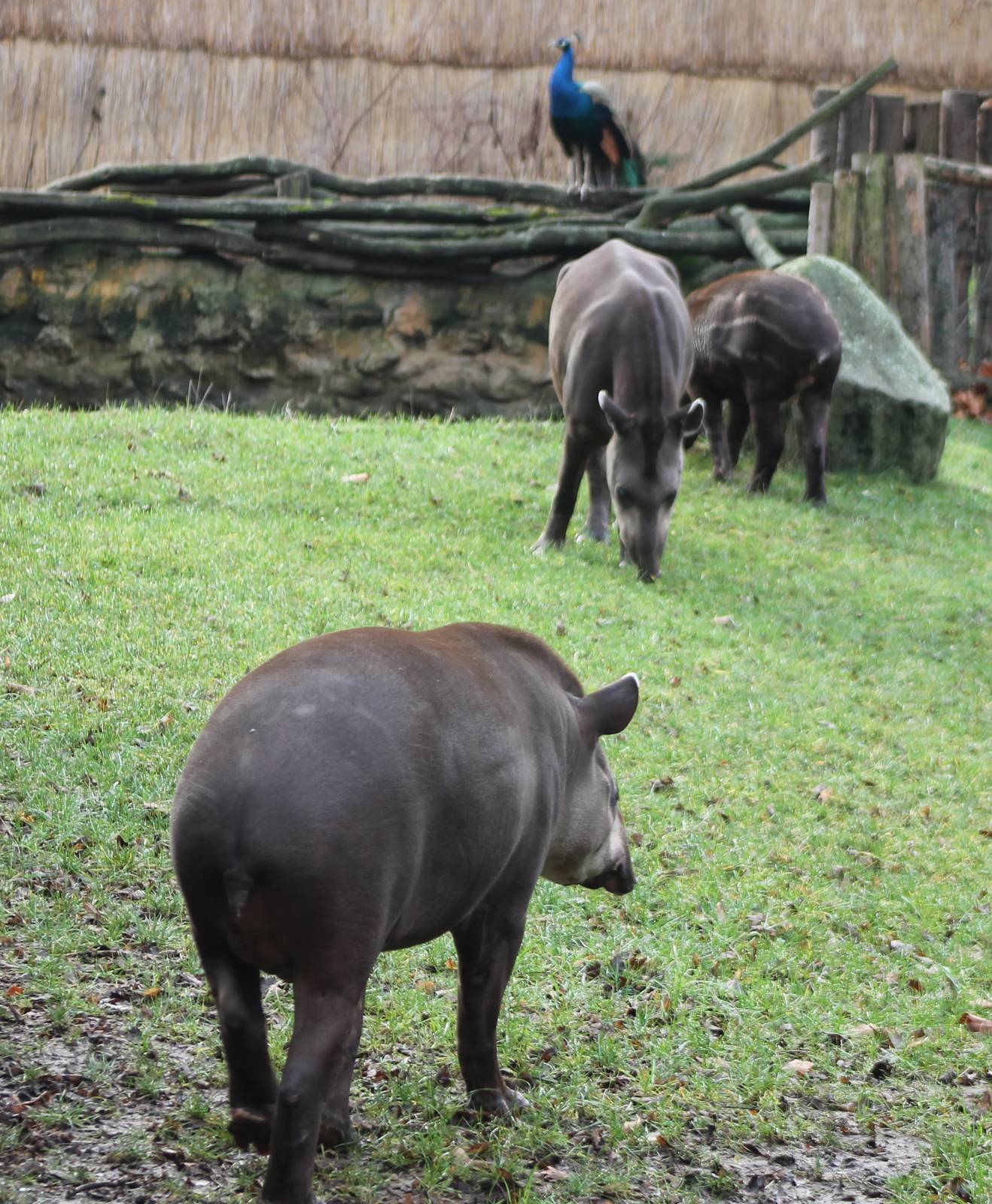 Lowland tapirs - and Peacock