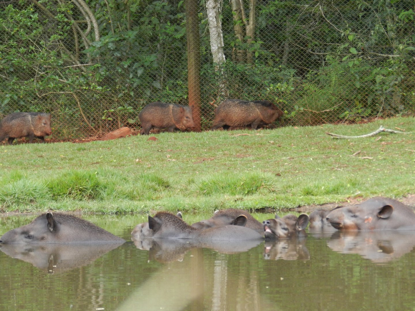 Lowland tapirs and peccaries - RBBV (ZRRL)