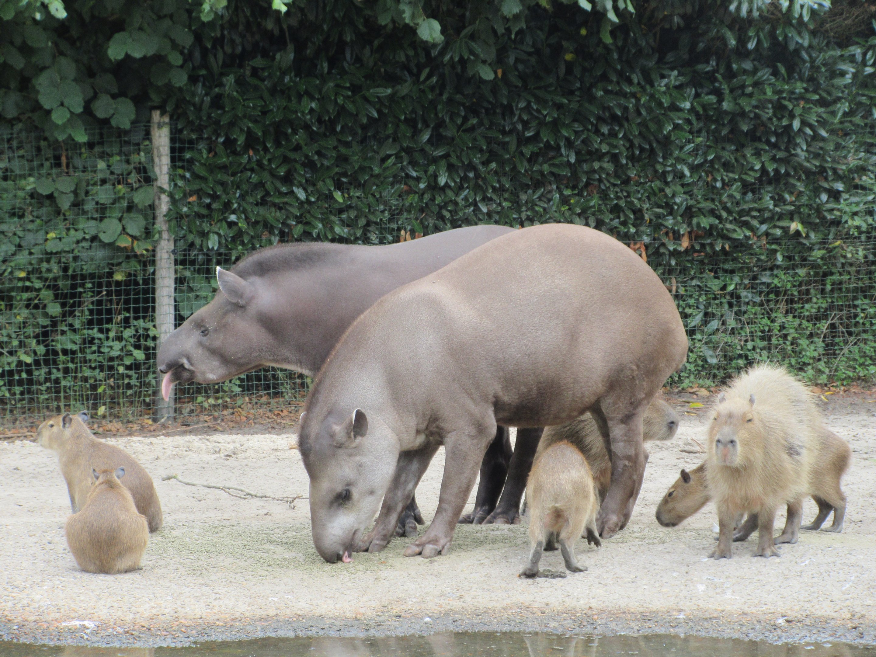 Lowland Tapirs + Capybaras