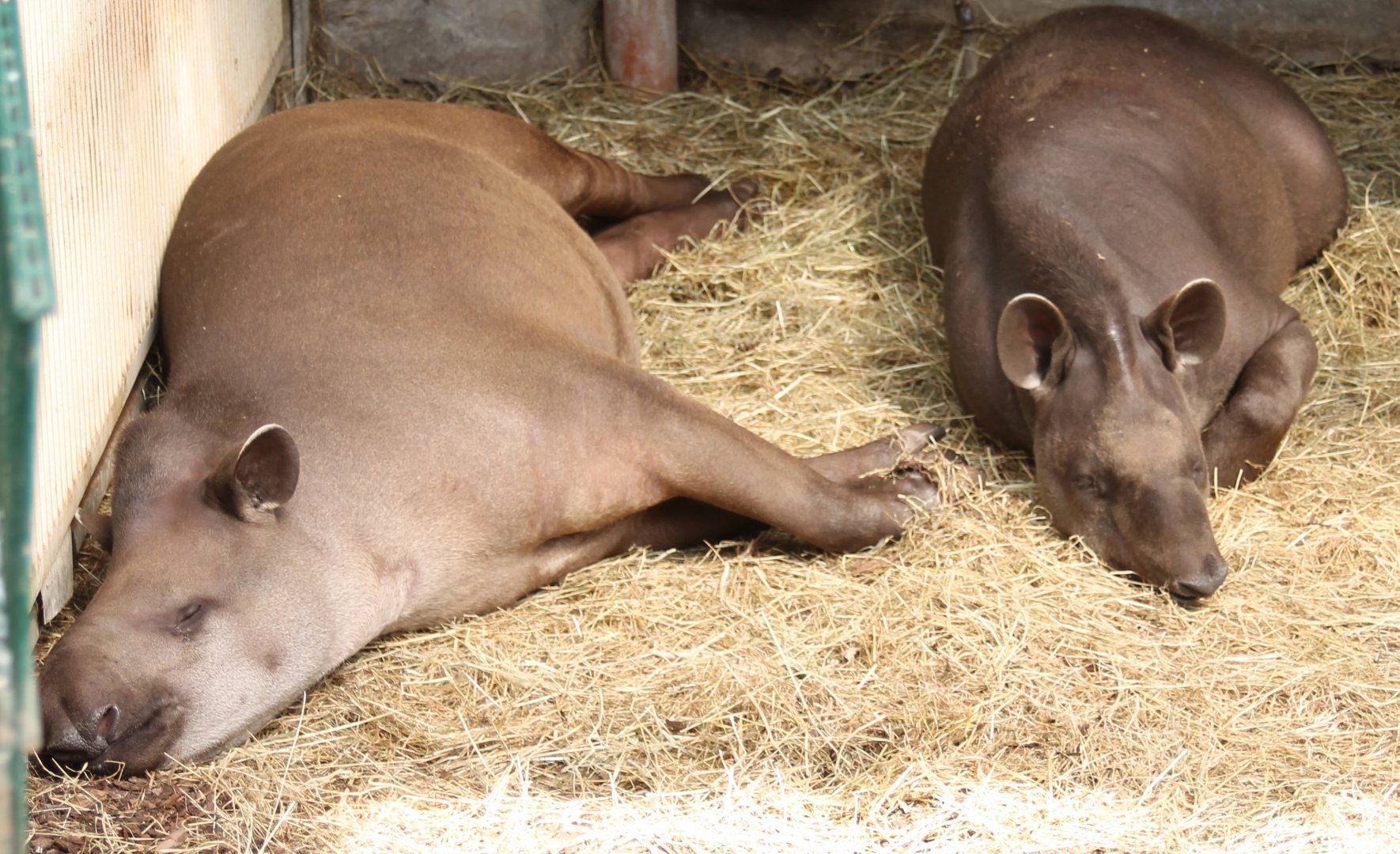 Lowland tapirs - indoors
