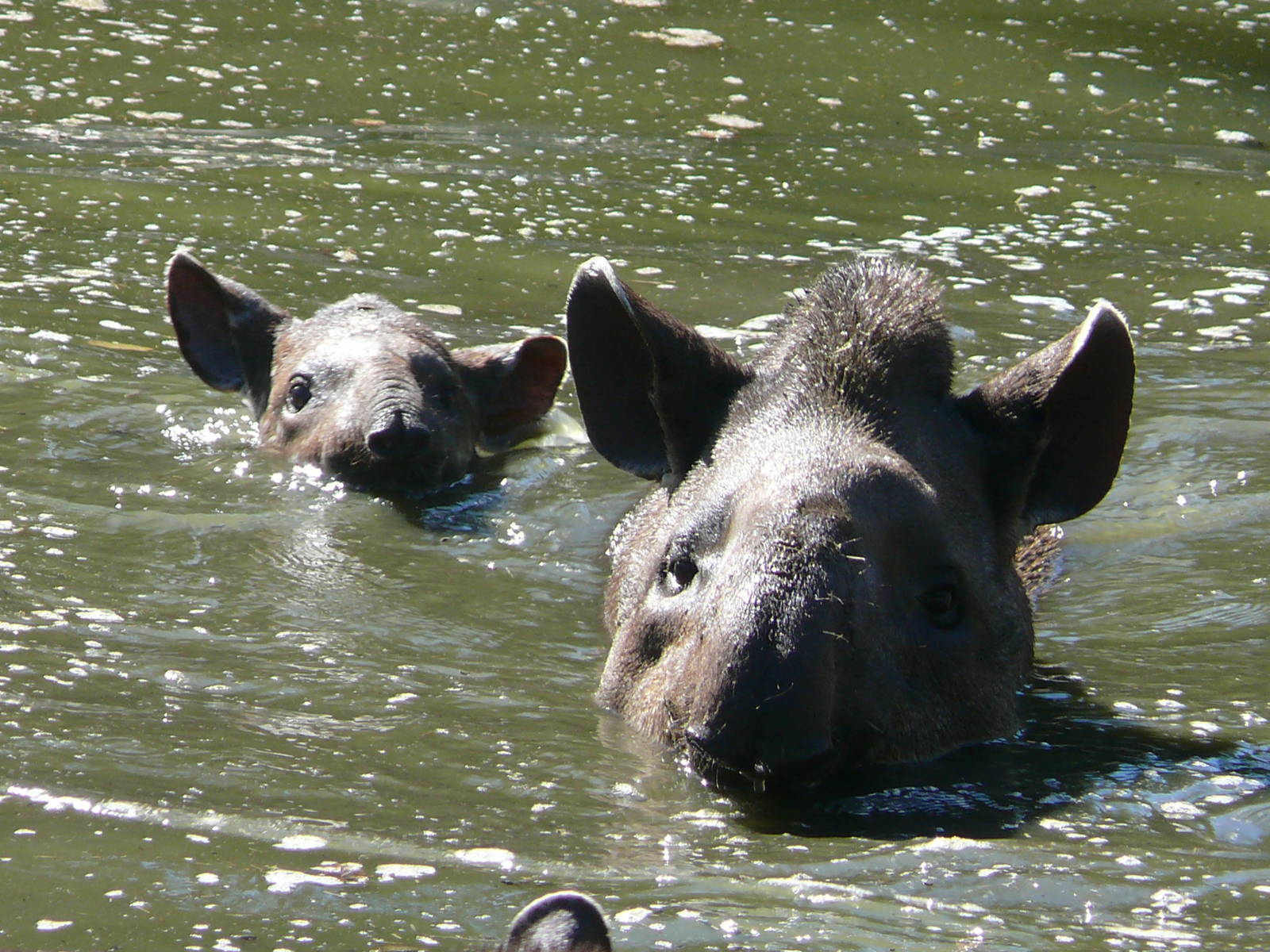 Lowland tapirs (Tapirus terrestris)