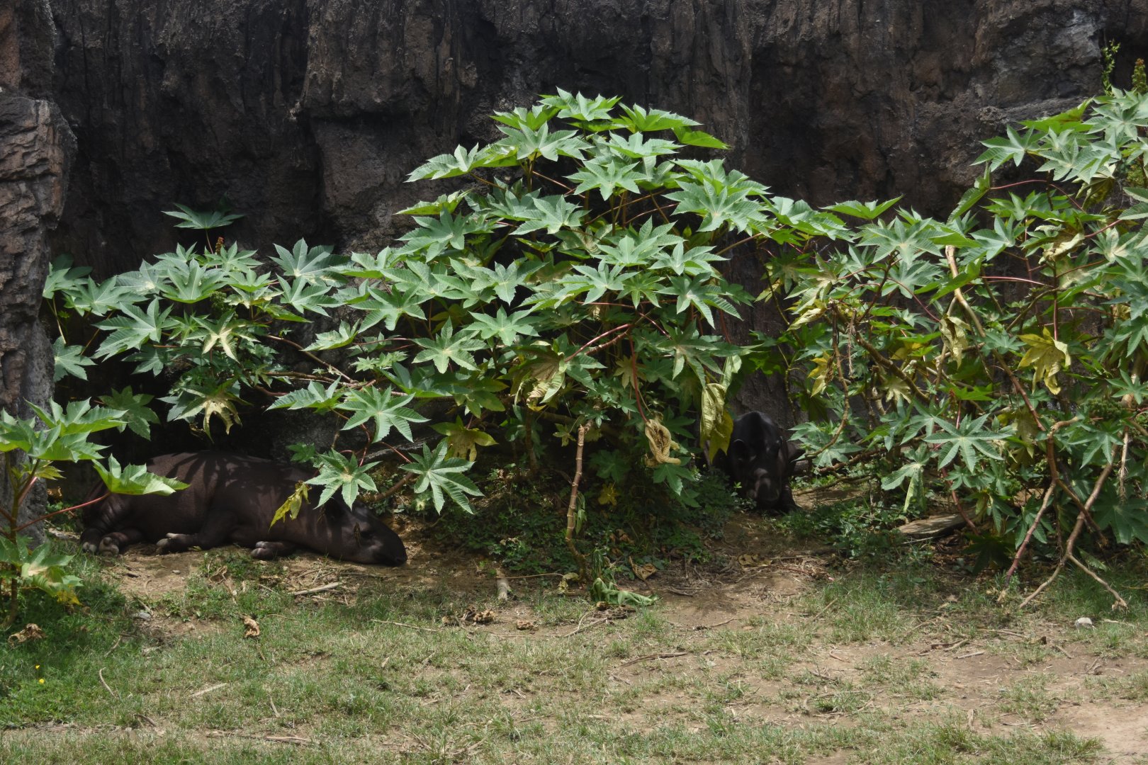 Lowland tapirs (Tapirus terrestris)