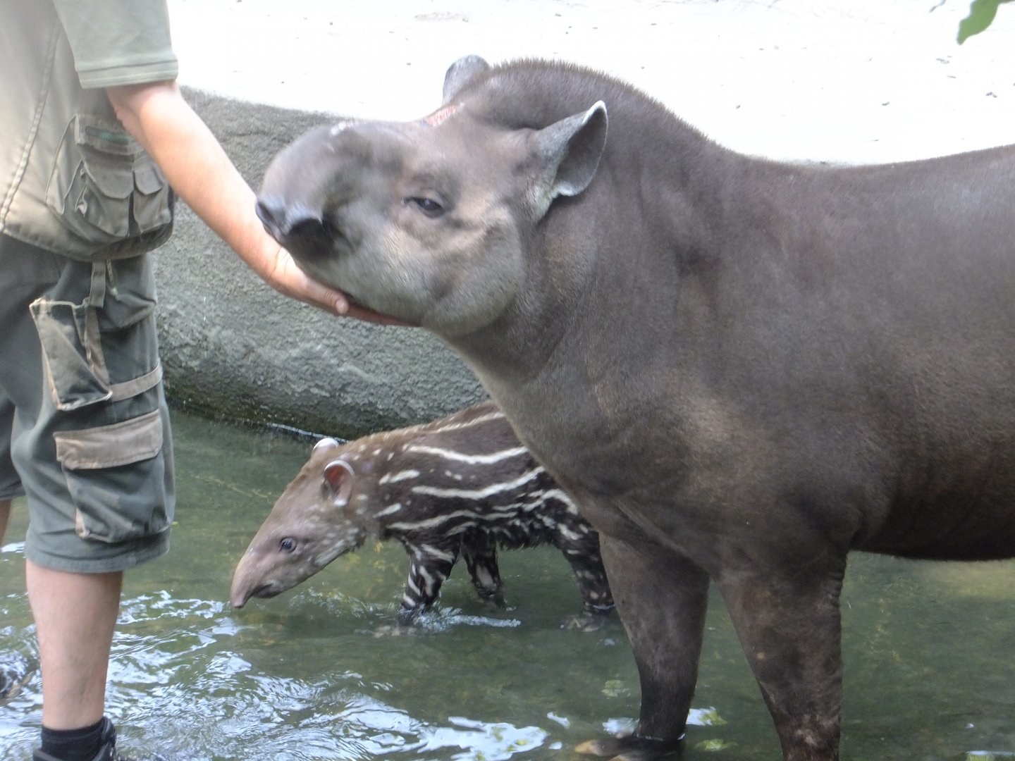 Lowland tapirs with a keeper