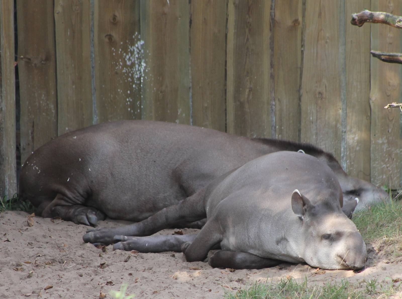 Lowland tapirs
