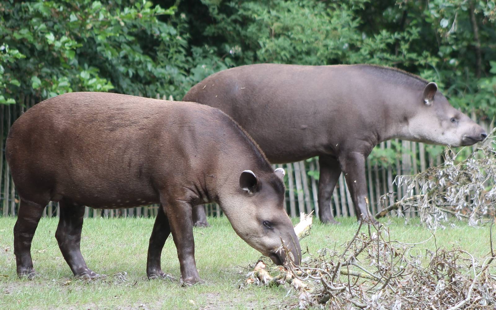 Lowland tapirs