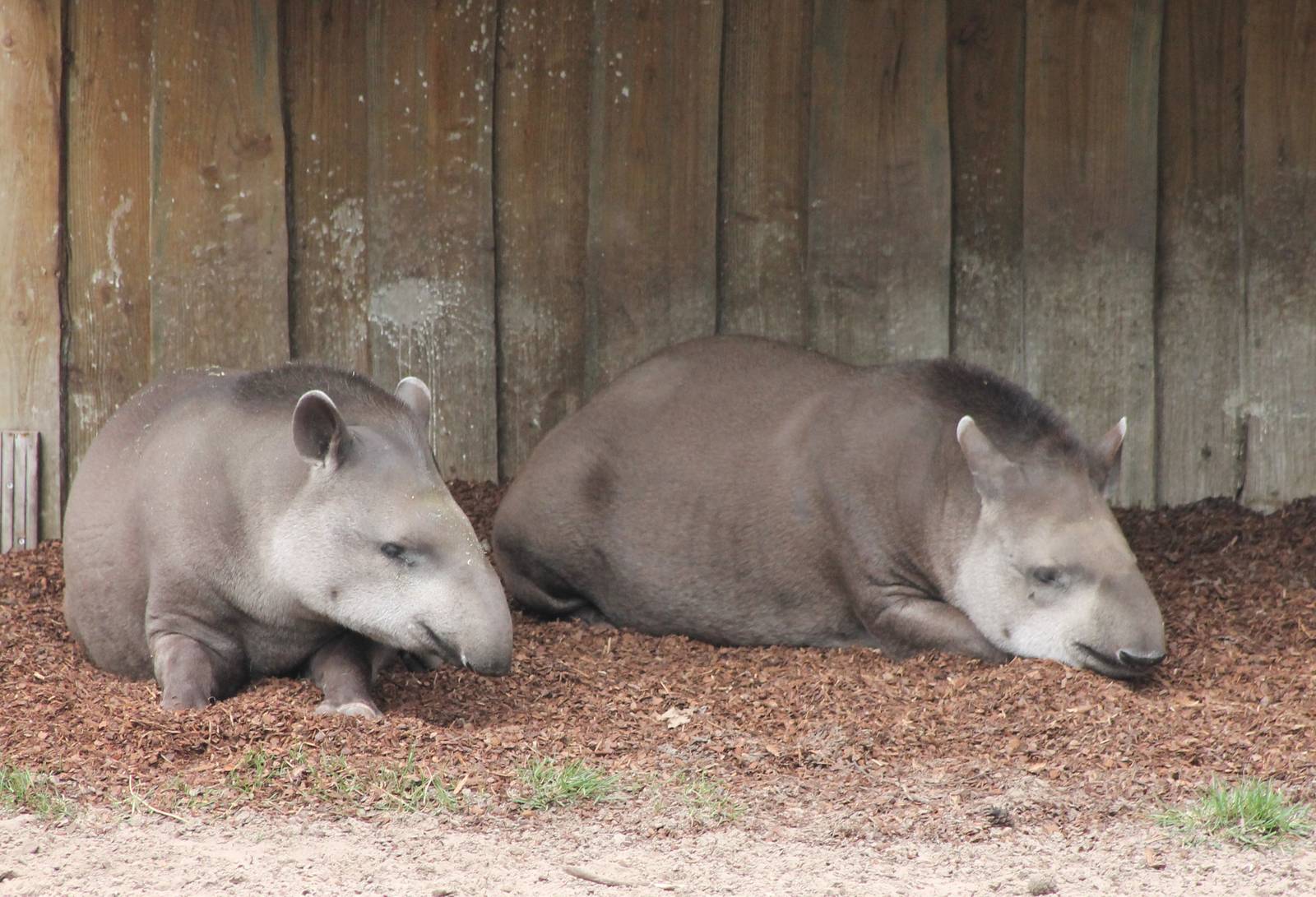 Lowland tapirs