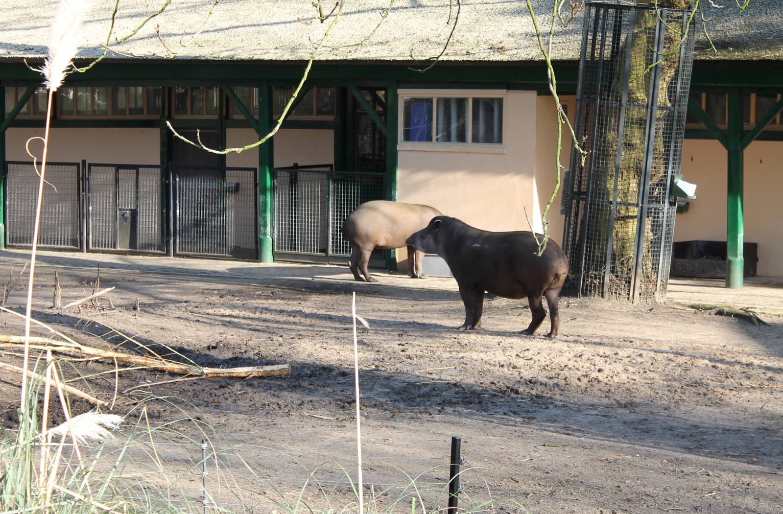 Lowland tapirs