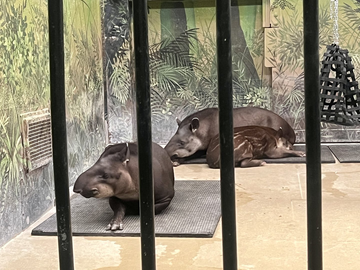 Lowland Tapirs