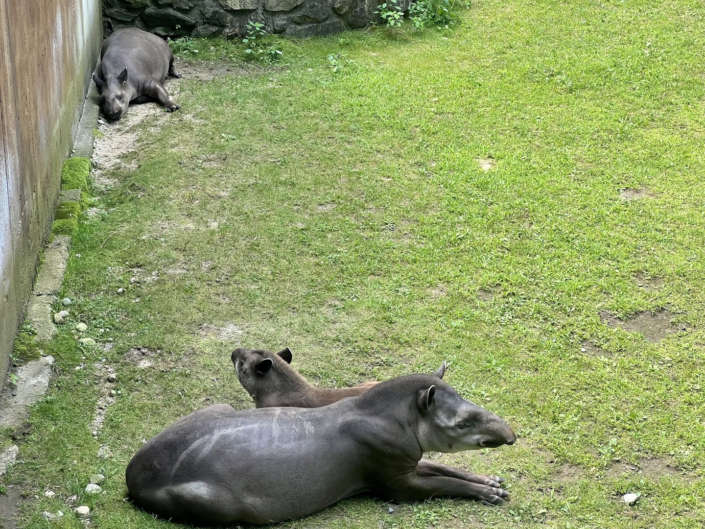 Lowland Tapirs
