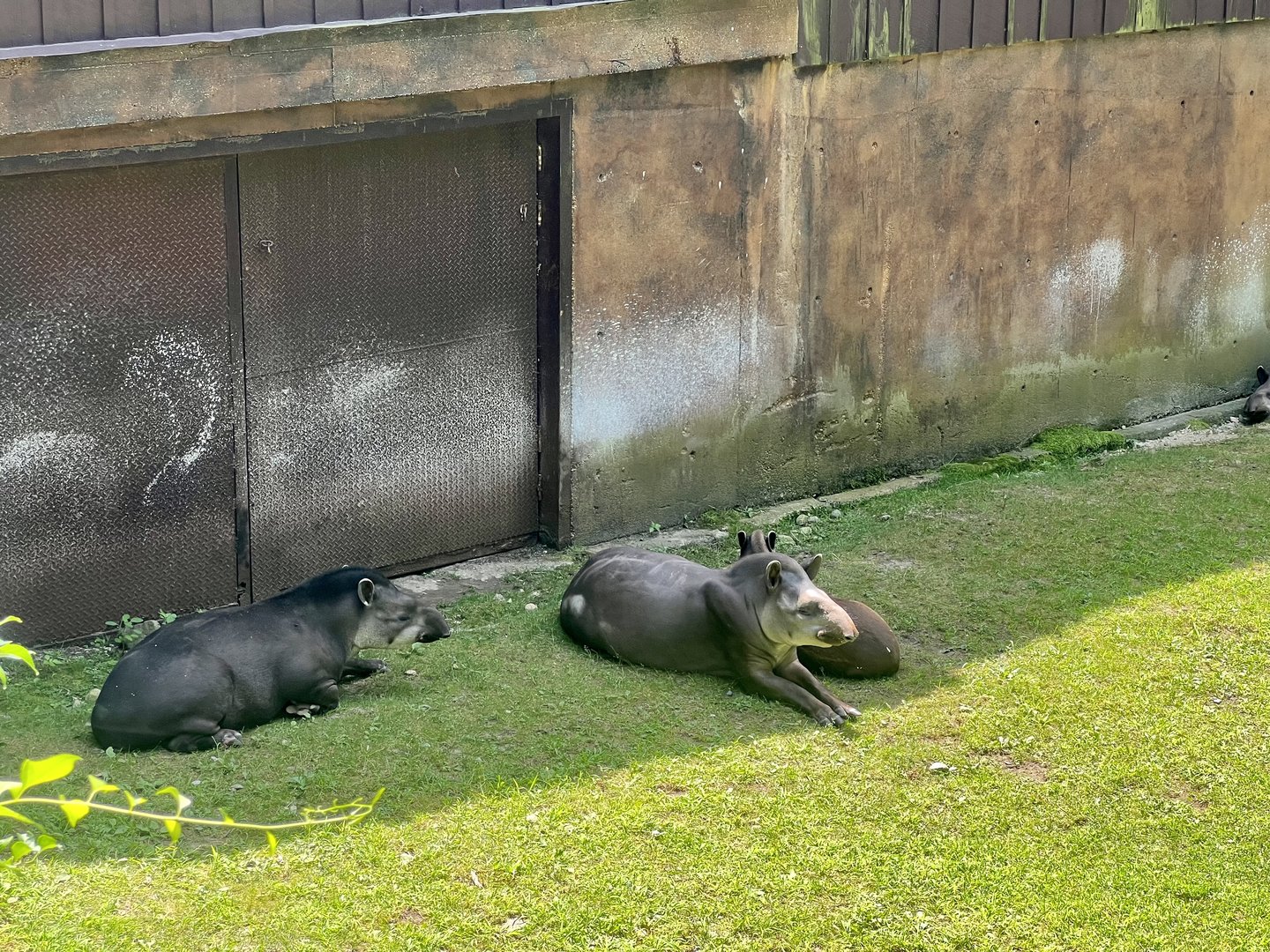 Lowland Tapirs