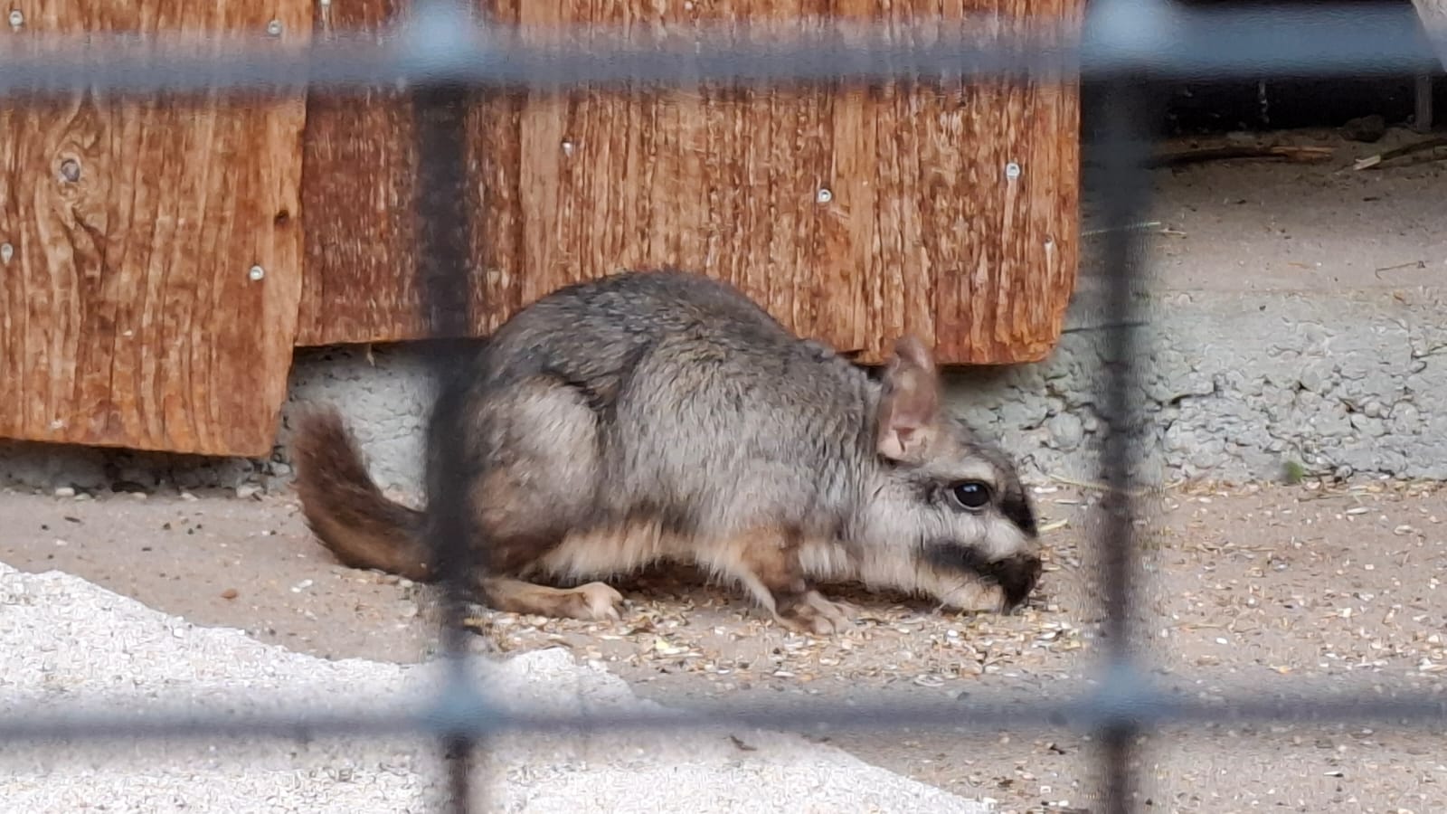 Lowland Viscacha