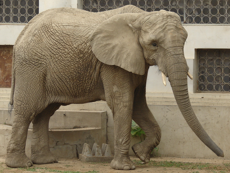 Loxodonta africana / African Elephant (female Jing Jing)