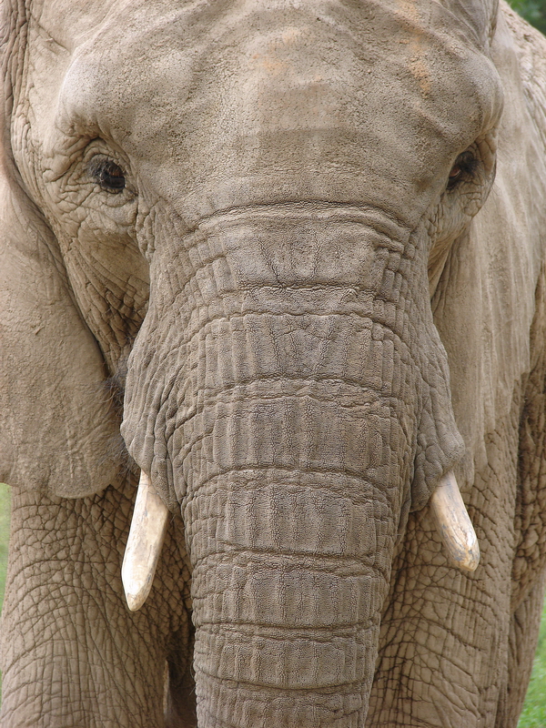 Loxodonta africana / African Elephant (female Jing Jing)