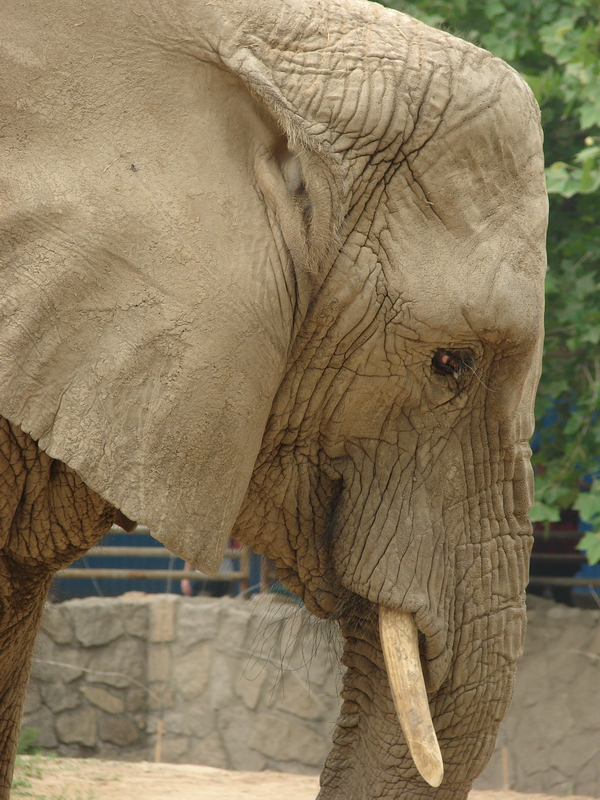 Loxodonta africana / African Elephant (female Jing Jing)