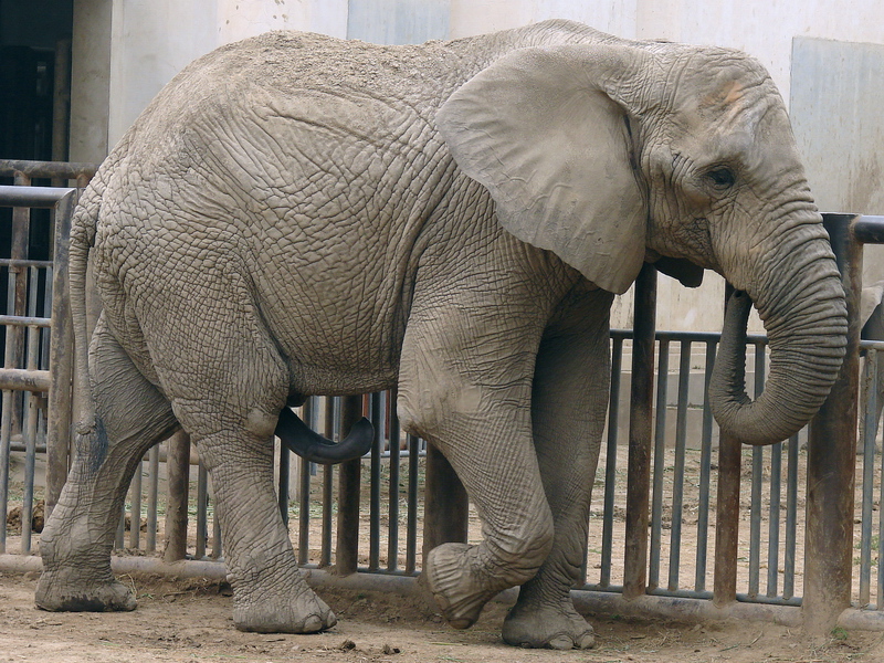Loxodonta africana / African Elephant (male Zhuang Zhuang)