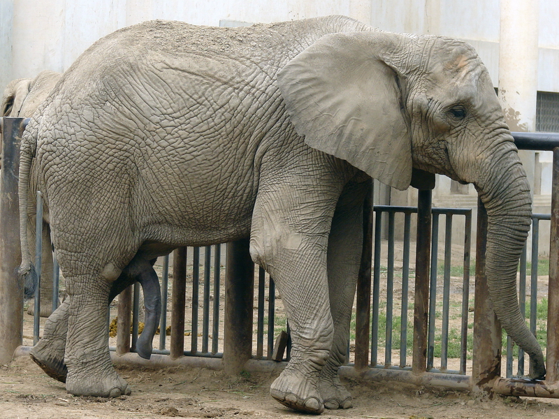 Loxodonta africana / African Elephant (male Zhuang Zhuang)