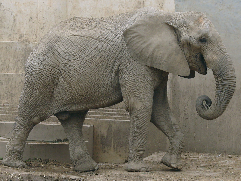 Loxodonta africana / African Elephant (male Zhuang Zhuang)