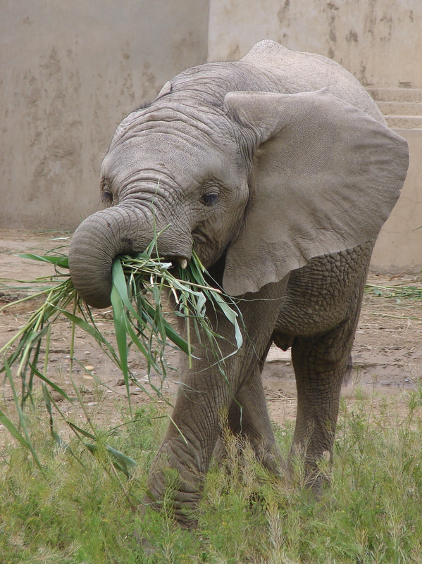 Loxodonta africana / African Elephant (young male (born 05.07.2010))