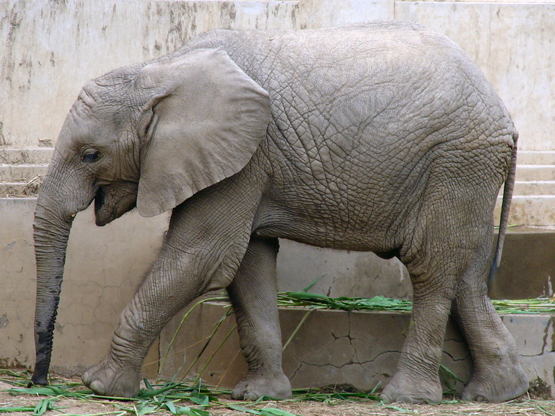 Loxodonta africana / African Elephant (young male (born 05.07.2010))