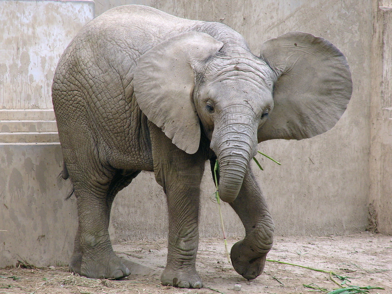 Loxodonta africana / African Elephant (young male (born 05.07.2010))