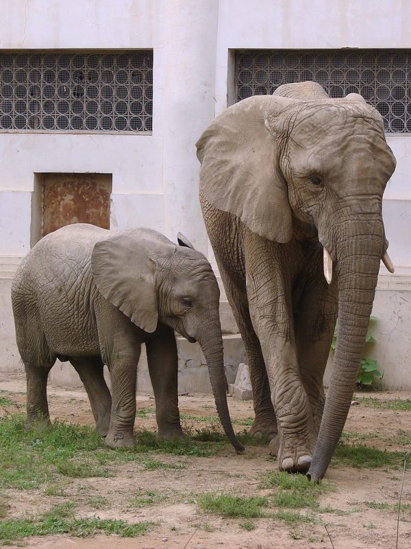 Loxodonta africana / African Elephant
