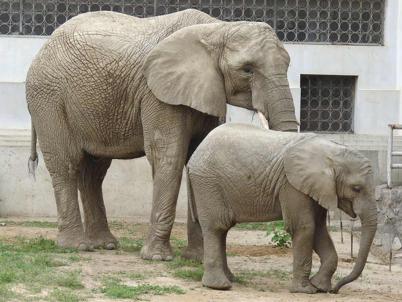 Loxodonta africana / African Elephant
