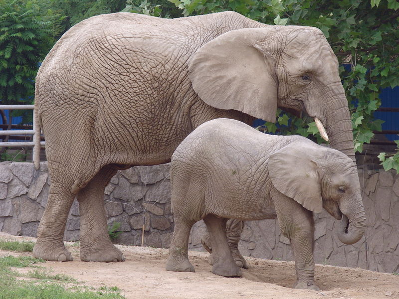 Loxodonta africana / African Elephant