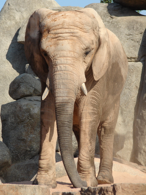 Loxodonta africana africana / South African bush elephant (female Betty)