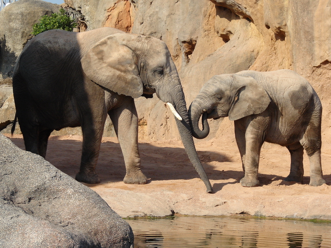 Loxodonta africana africana / South African bush elephant (female Bulli and