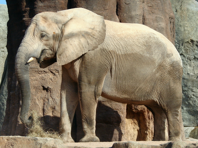 Loxodonta africana africana / South African bush elephant (female Griet)