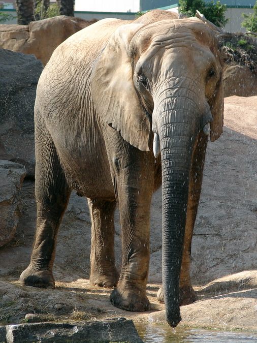 Loxodonta africana africana / South African bush elephant (female Griet)