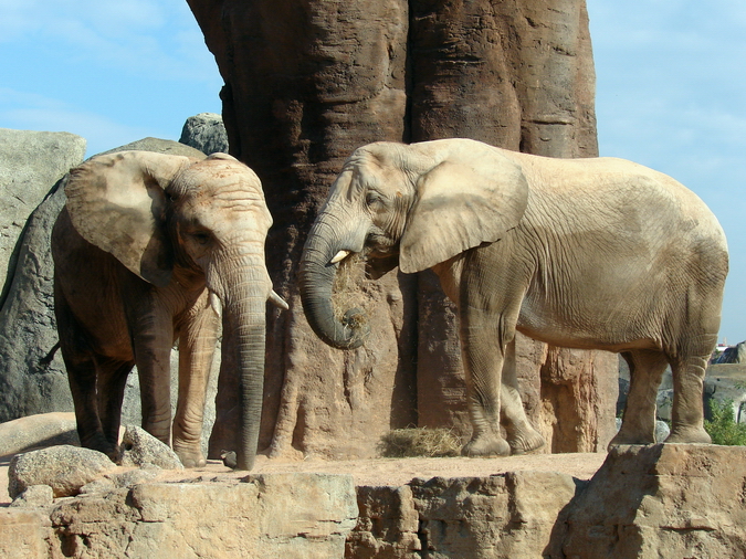 Loxodonta africana africana / South African bush elephant (females Betty an