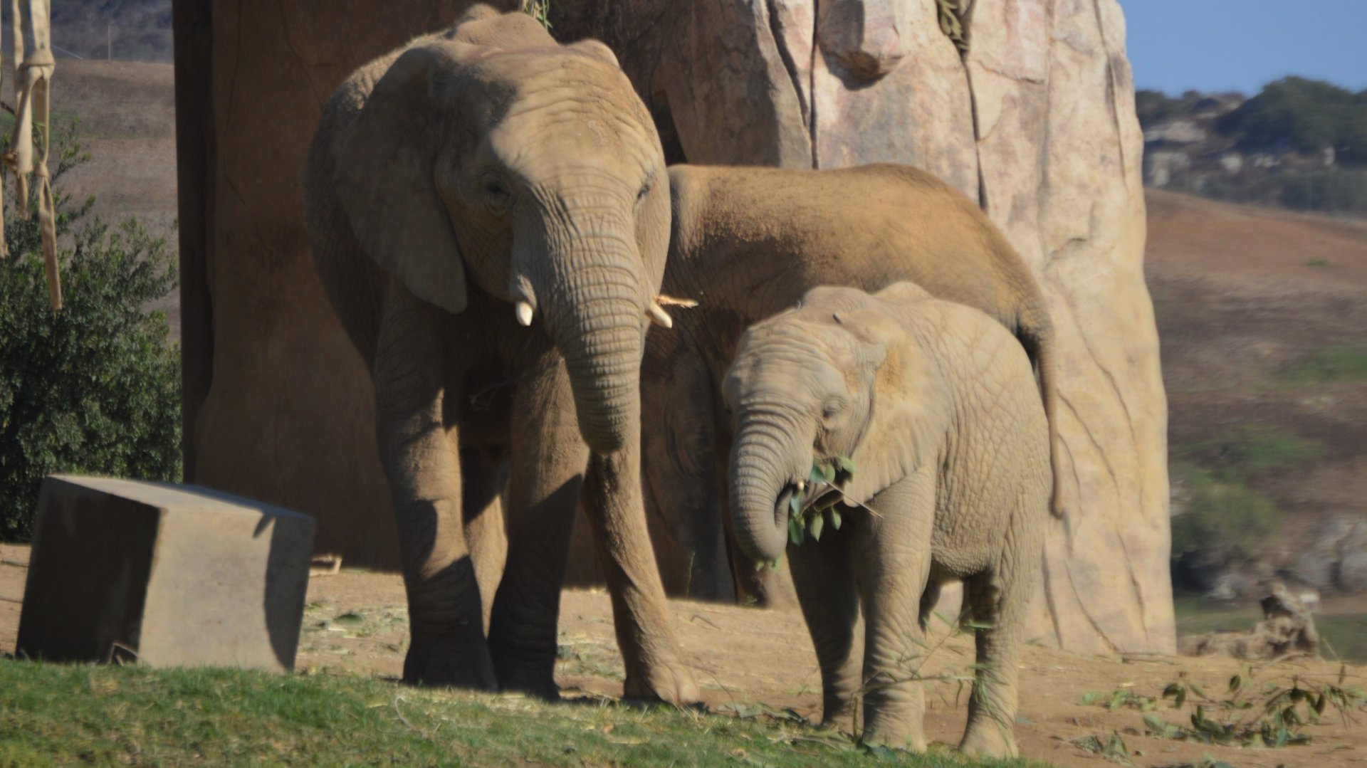 Loxodonta africana herd