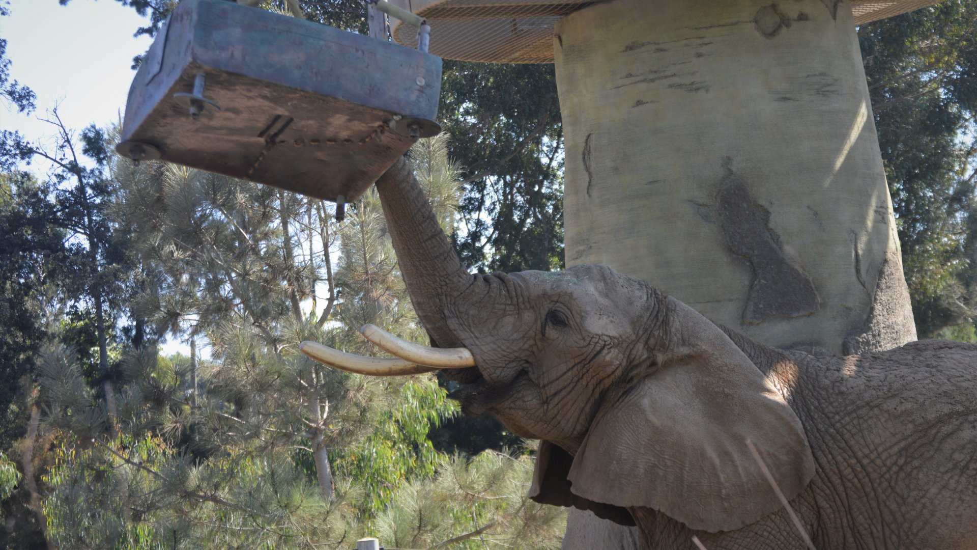 Loxodonta africana "Shaba"