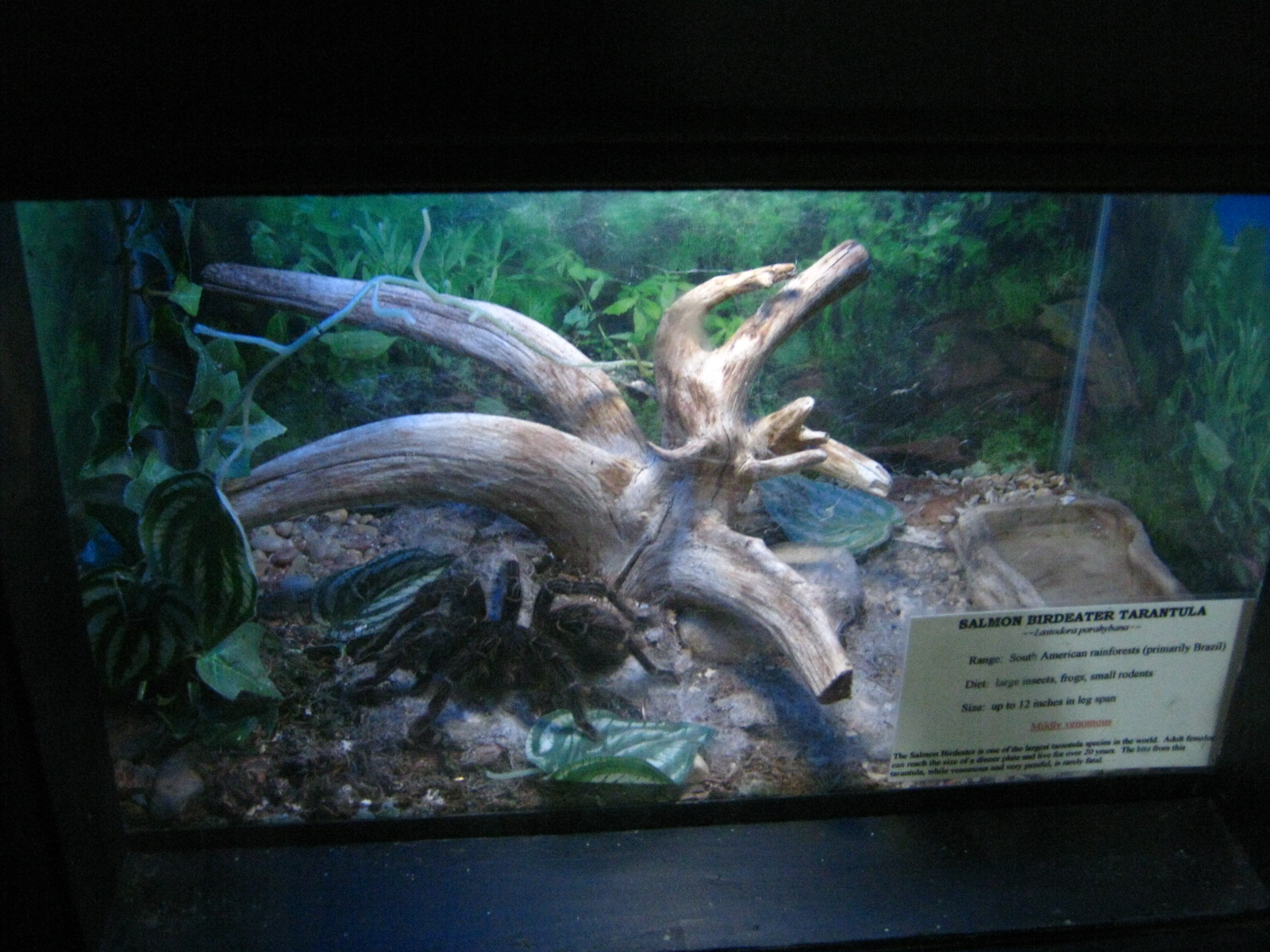 LRZ - Reptiles/Amphibians/Invertebrates