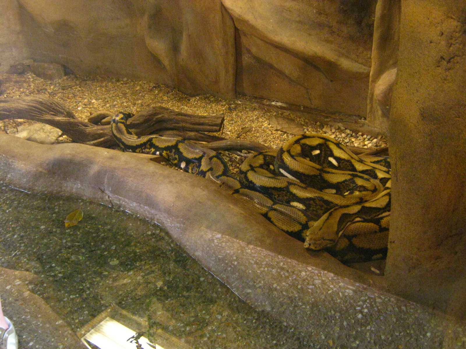 LRZ - Reptiles/Amphibians/Invertebrates