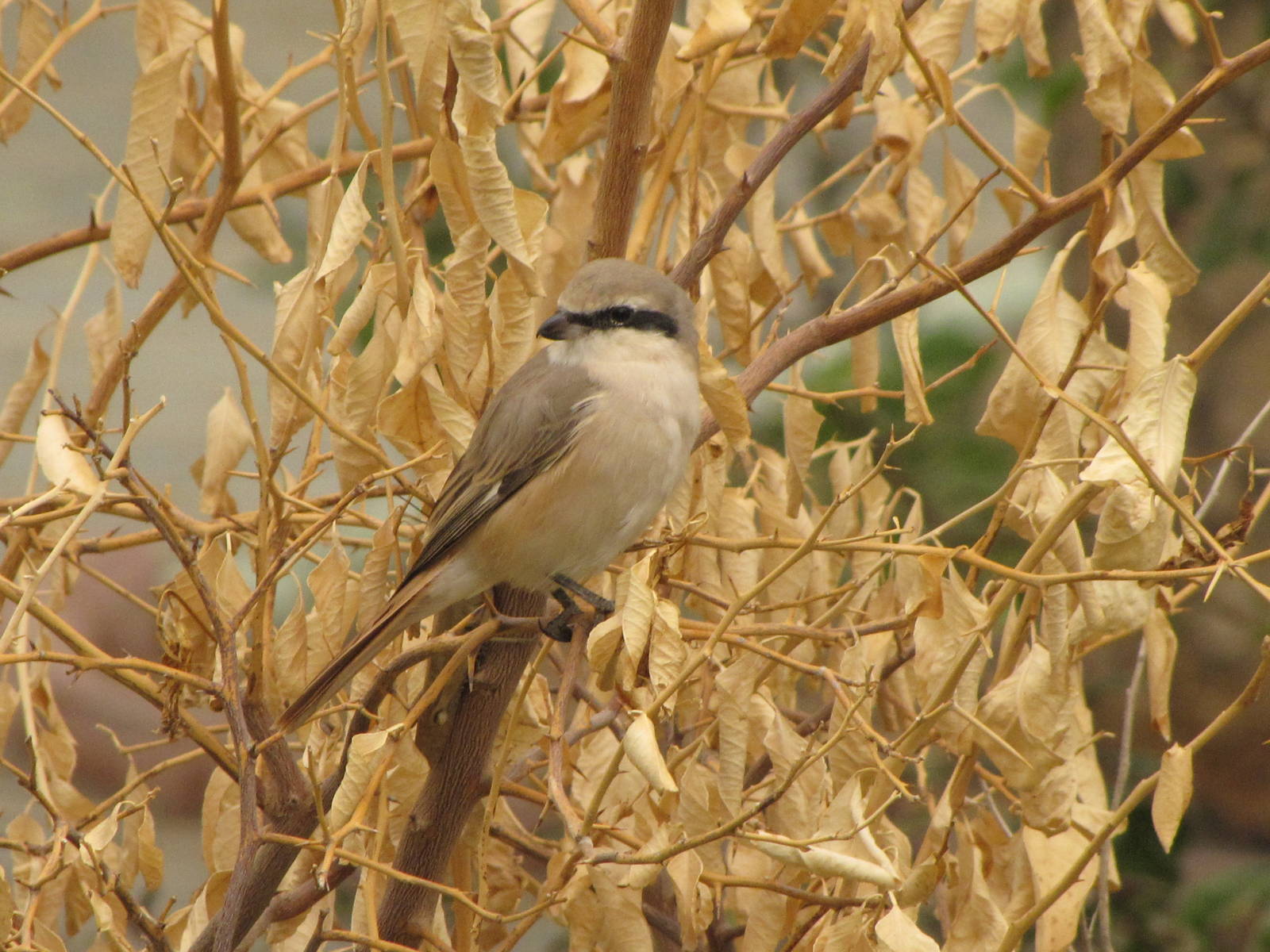 lsabelline shrike