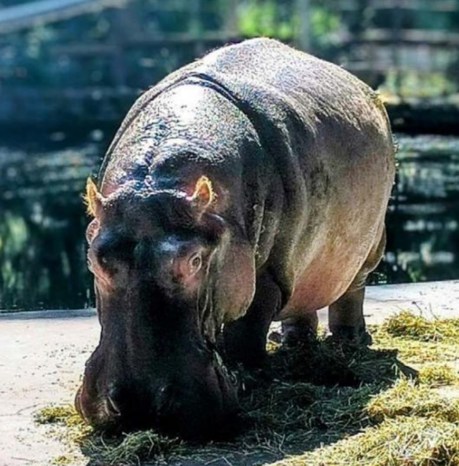 Lu the Hippo (1960 - 2025)