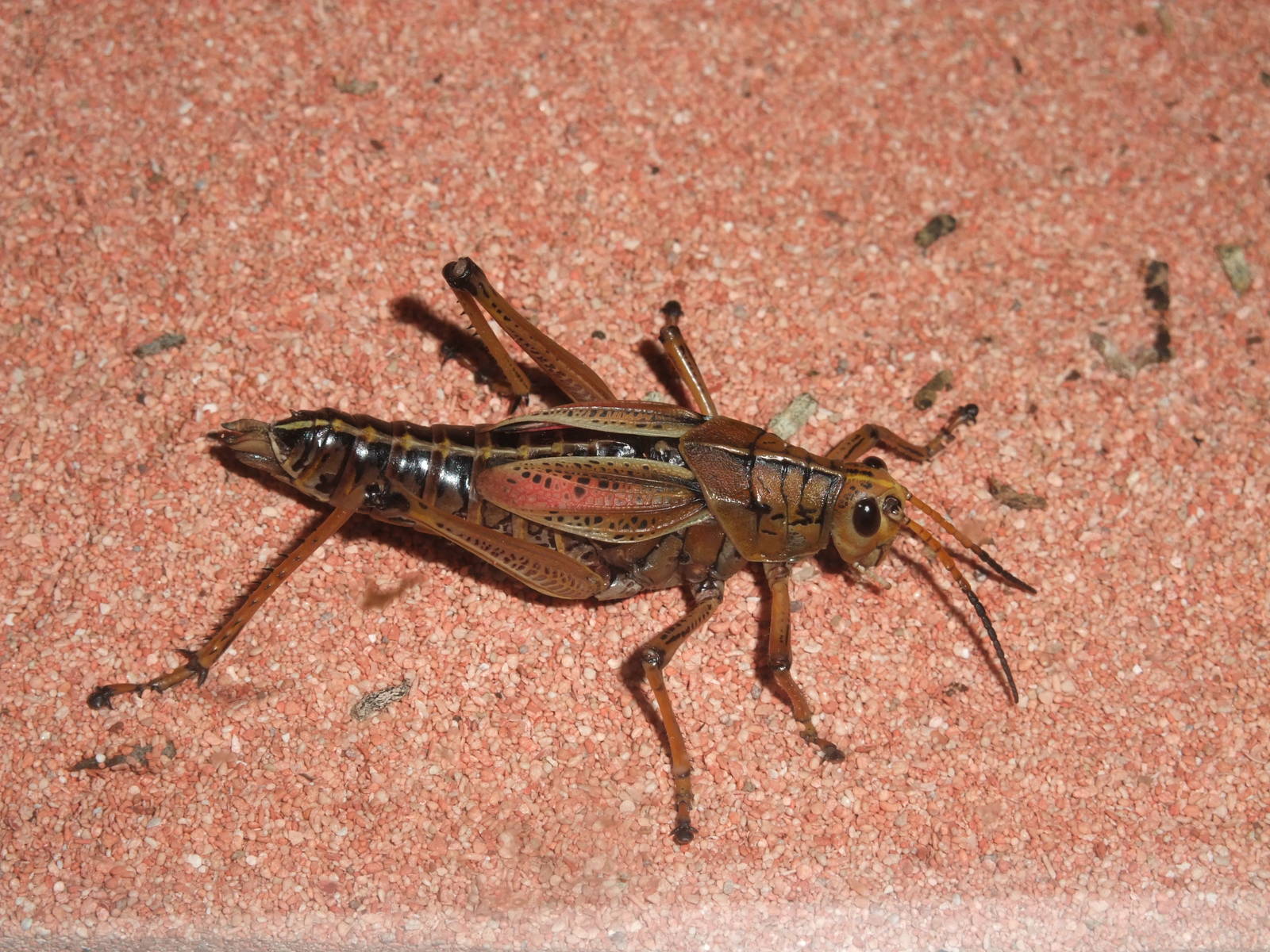 Lubber Grasshopper at London, 16/11/11