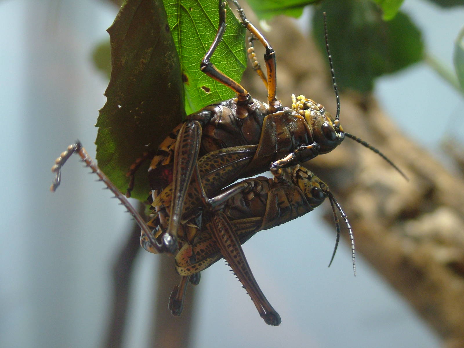 Lubber Grasshopper Nymphs at Bristol, 06/03/11