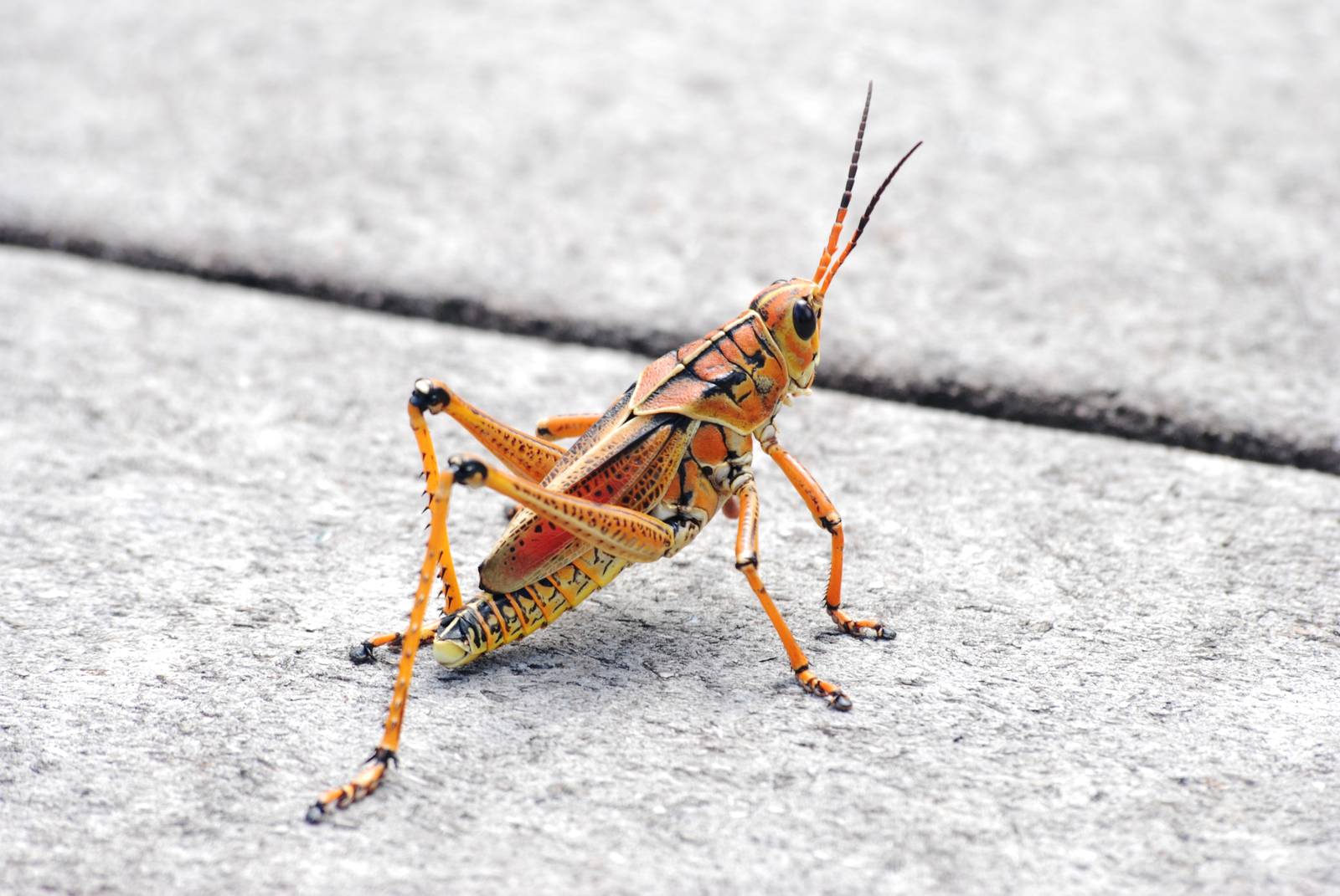 Lubber Grasshopper, Western Everglades/Big Cypress, October 2013