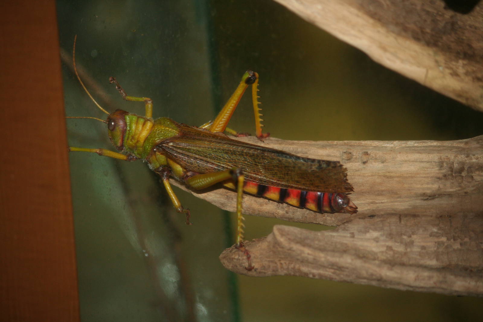 Lubber grasshopper?