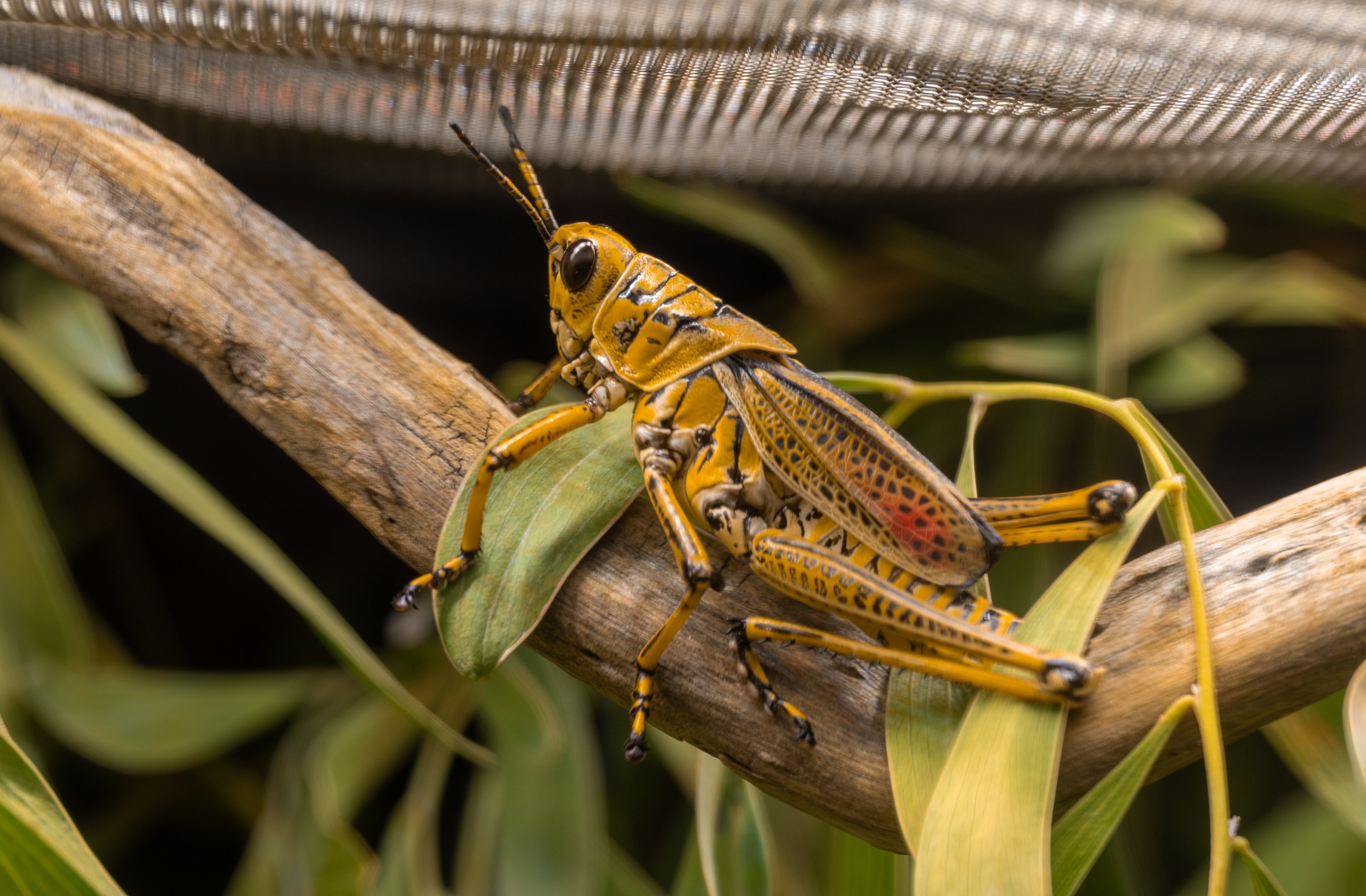 Lubber Grasshopper